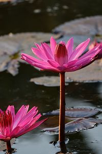 Close-up of pink water lily in lake