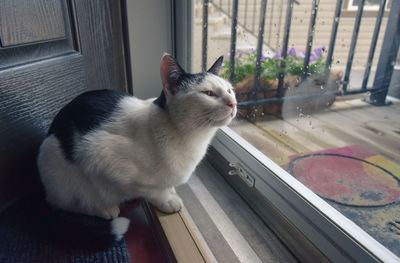 Close-up of cat sitting on window sill at home