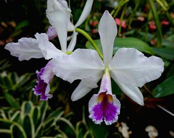 Close-up of pink flowers growing outdoors