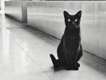 Portrait of black cat sitting on floor