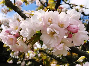 Close-up of pink flowers blooming on tree