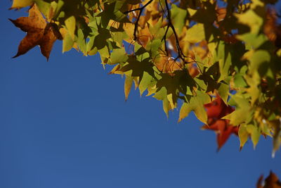 Low angle view of maple leaves against sky