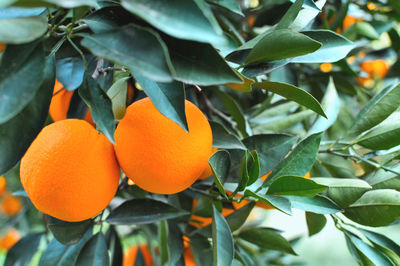 Close-up of orange fruits on tree