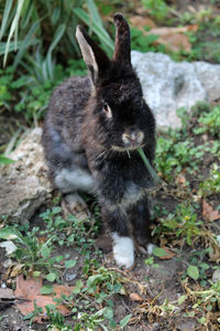 Close-up portrait of rabbit