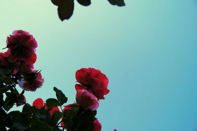 Low angle view of pink flowers against clear sky