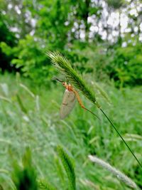 Close-up of insect on plant