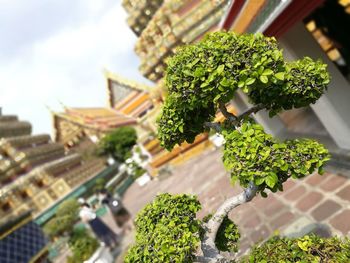 Close-up of plants against building