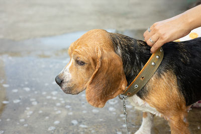 Close-up of hand holding dog
