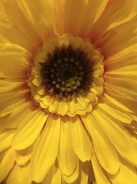 Full frame shot of yellow flower