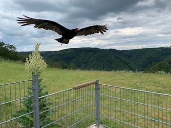 Bird flying against sky