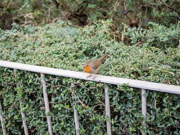 Close-up of small bird on land