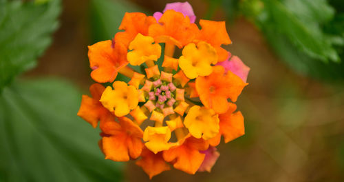 Close-up of yellow flowers blooming outdoors