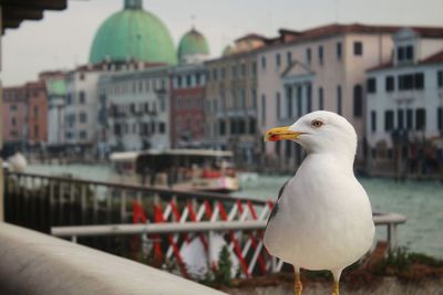 Close-up of seagull perching on railing against buildings