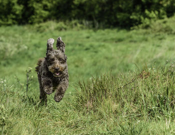 Dog running on field