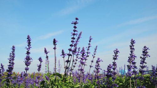 Close-up of purple flowers blooming on field against sky