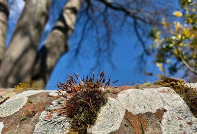 Close-up of lichen on rock against trees