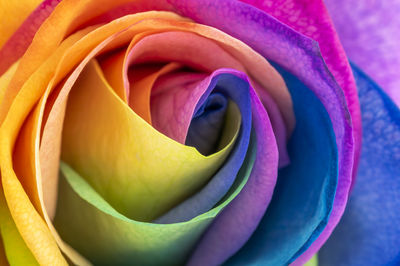 Full frame shot of purple rose