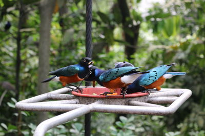 Close-up of birds perching on a tree