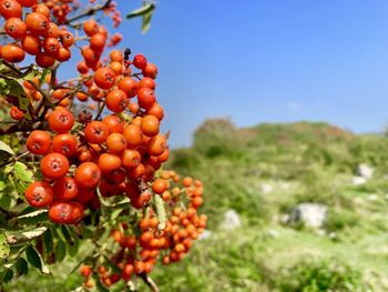 Close-up of red berries growing on tree against sky