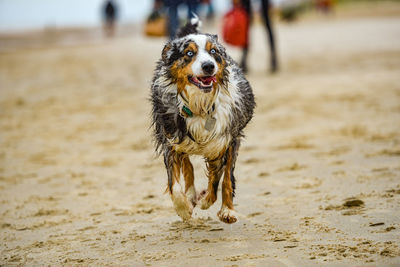 Dog running on beach