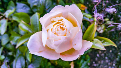 Close-up of pink rose