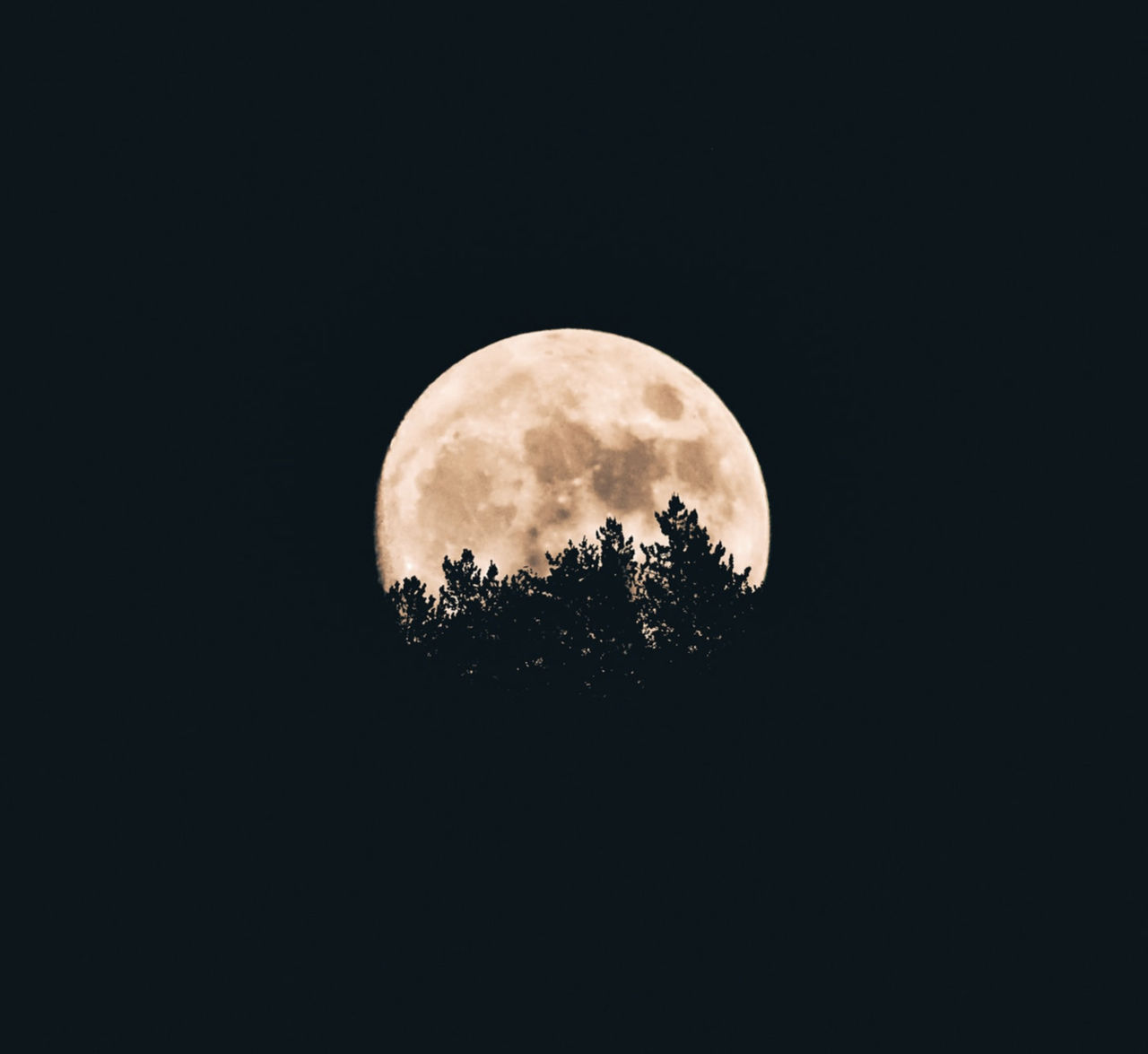 LOW ANGLE VIEW OF TREE AGAINST MOON AT NIGHT