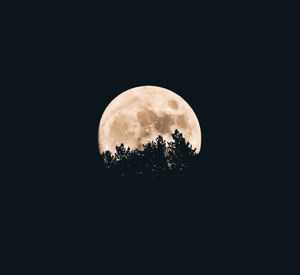 Low angle view of tree against sky at night