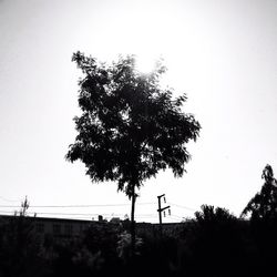 Low angle view of trees against clear sky