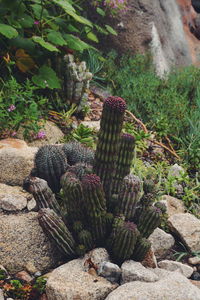 Plants growing on rocks