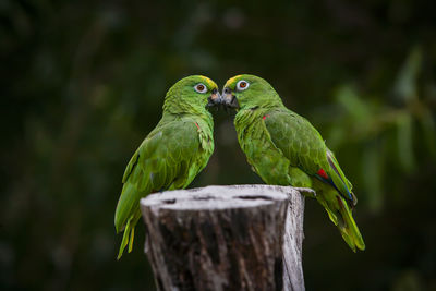 Scaly naped parrots (amazona mercenaria)