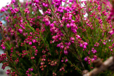 Close-up of pink flowering plant