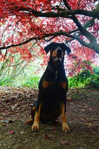 Portrait of dog standing on tree during autumn