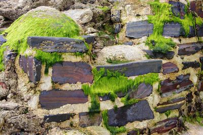 Moss growing on rock