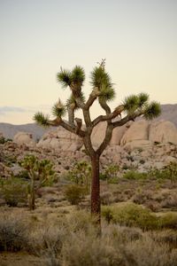 Cactus growing in desert against clear sky