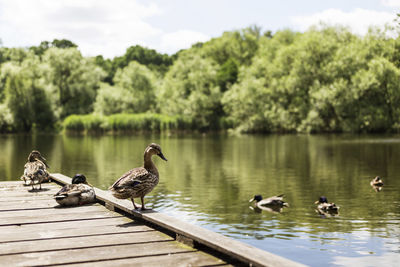 Ducks swimming in lake against trees