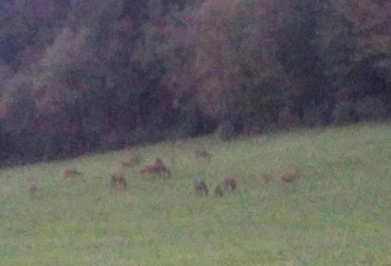 animal themes, field, grass, no people, animals in the wild, nature, mammal, outdoors, day, grazing, domestic animals, landscape, tree, beauty in nature