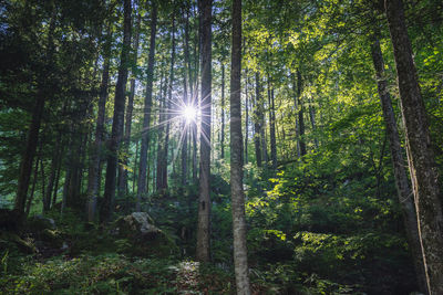 Sunlight streaming through trees in forest