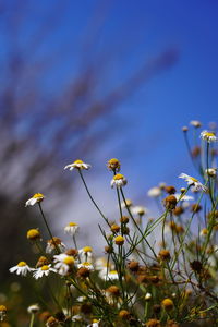 Close-up of yellow flowers on field