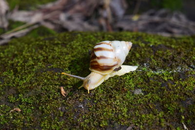 Close-up of shell on rock