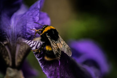 Close-up of bee on purple flower