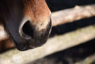 Close-up of a horse