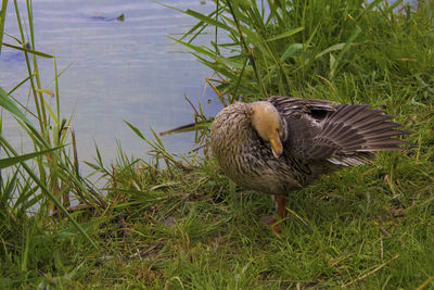 High angle view of duck on field