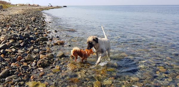 Dog on beach