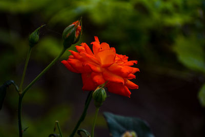 Close-up of red flowering plant