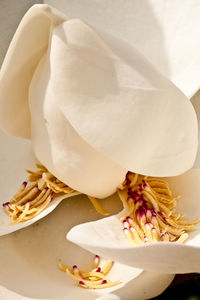 High angle view of white rose on table