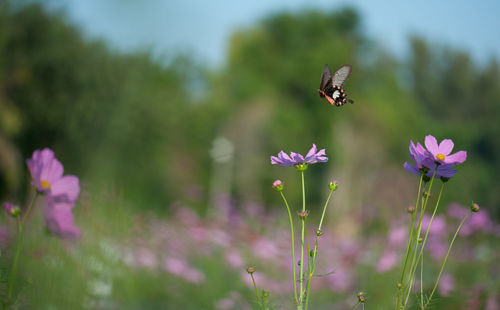 Close-up of butterfly pollinating on purple flower