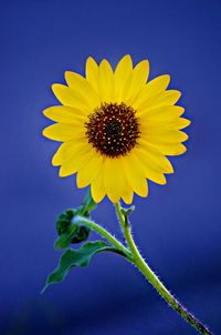 Close-up of sunflower