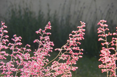 Close-up of pink flowering plants