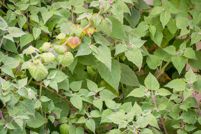 Full frame shot of plants