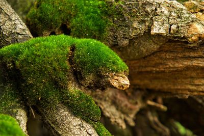 Close-up of moss looks like a lizard